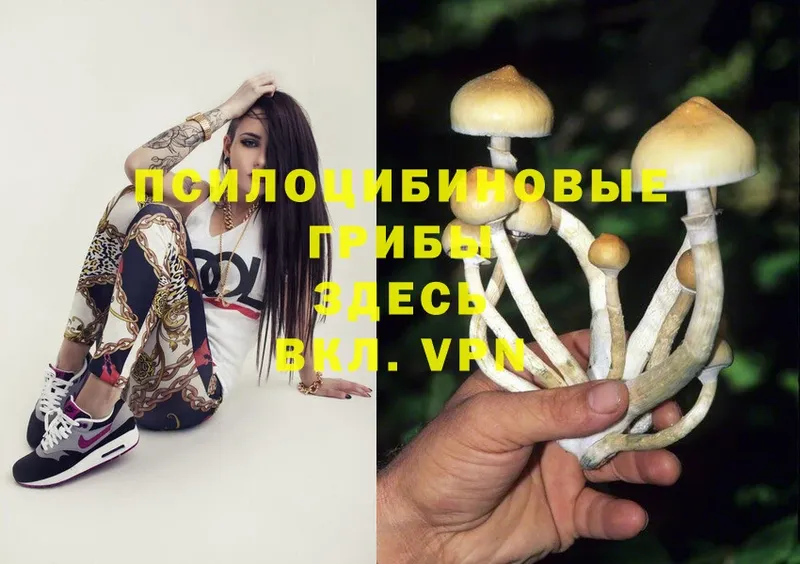 Псилоцибиновые грибы Psilocybine cubensis  mega ссылка  Курлово 